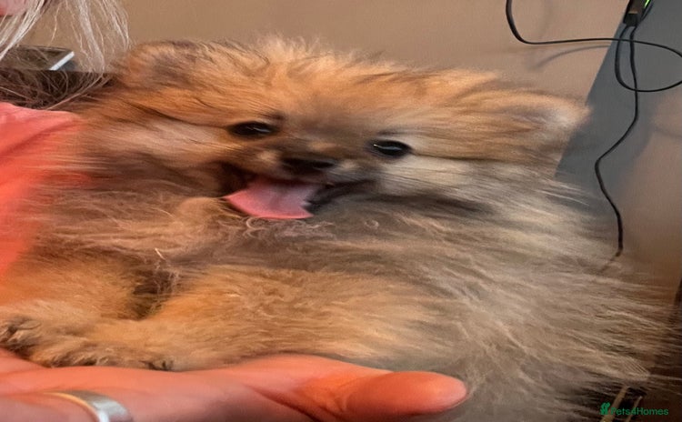 Pomeranian dogs - Advert 18