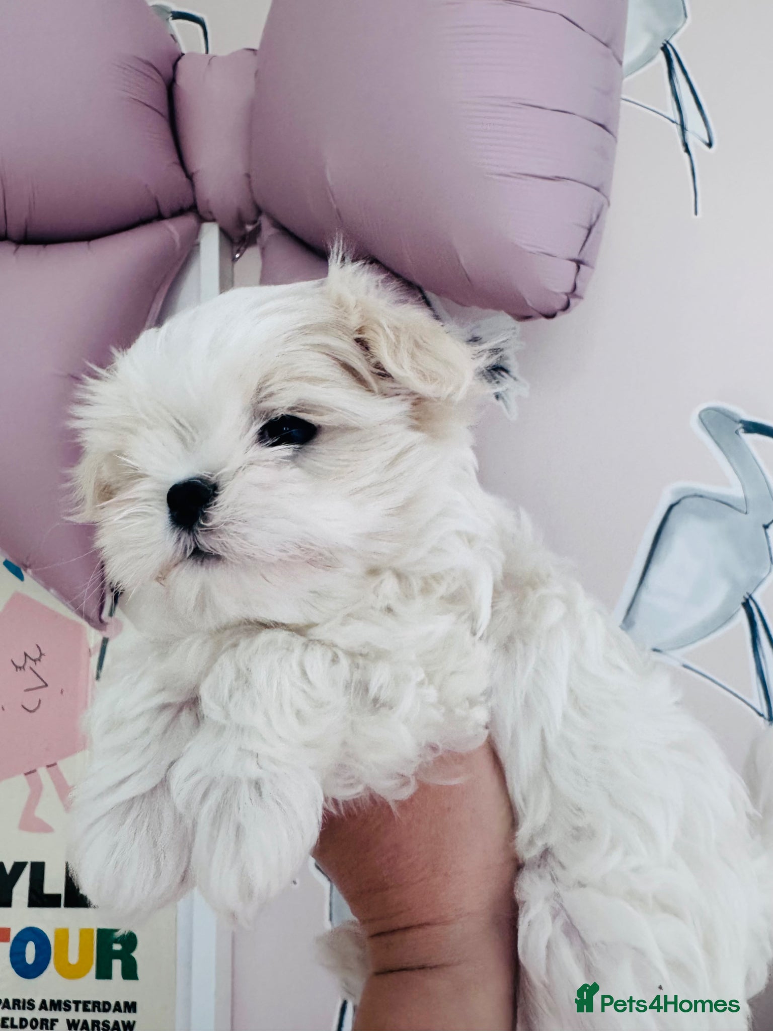 Maltese dogs Korean Maltese Boy 🏆KC Registered 🏆🩵🩵 - Advert 2