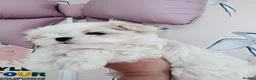Maltese dogs for sale: Luxury Maltese“Doll Face”Puppies–Korean Bloodlline - Advert 5