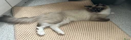 Ragdoll cats for sale: most beautiful ragdoll cat Male💙 - Advert 3