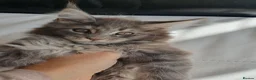 Maine Coon cats for sale: TICA Reg 2 Pure Bread Maine coon kittens - Advert 9