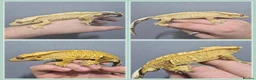 Gecko reptiles for sale: Various Crested Geckos - Advert 4
