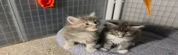 Maine Coon cats for sale: Tica Beautiful Maine Coon Kittens  in Sittingbourne - Advert 5