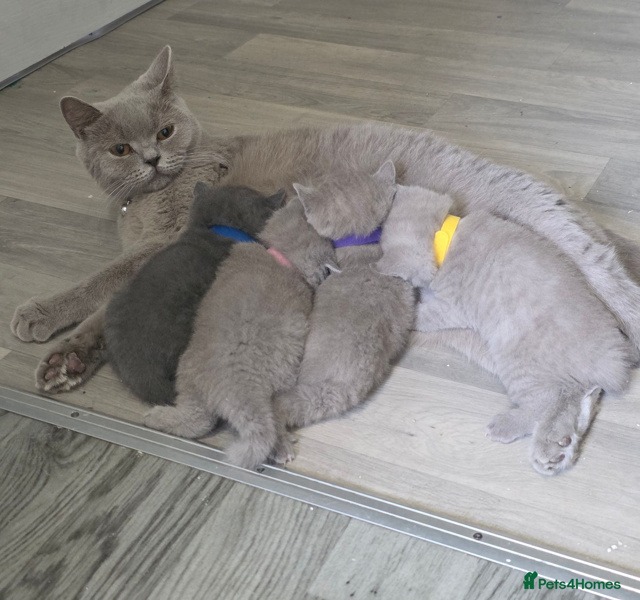 British Shorthair cats Beautiful Bsh kittens  - Advert 1