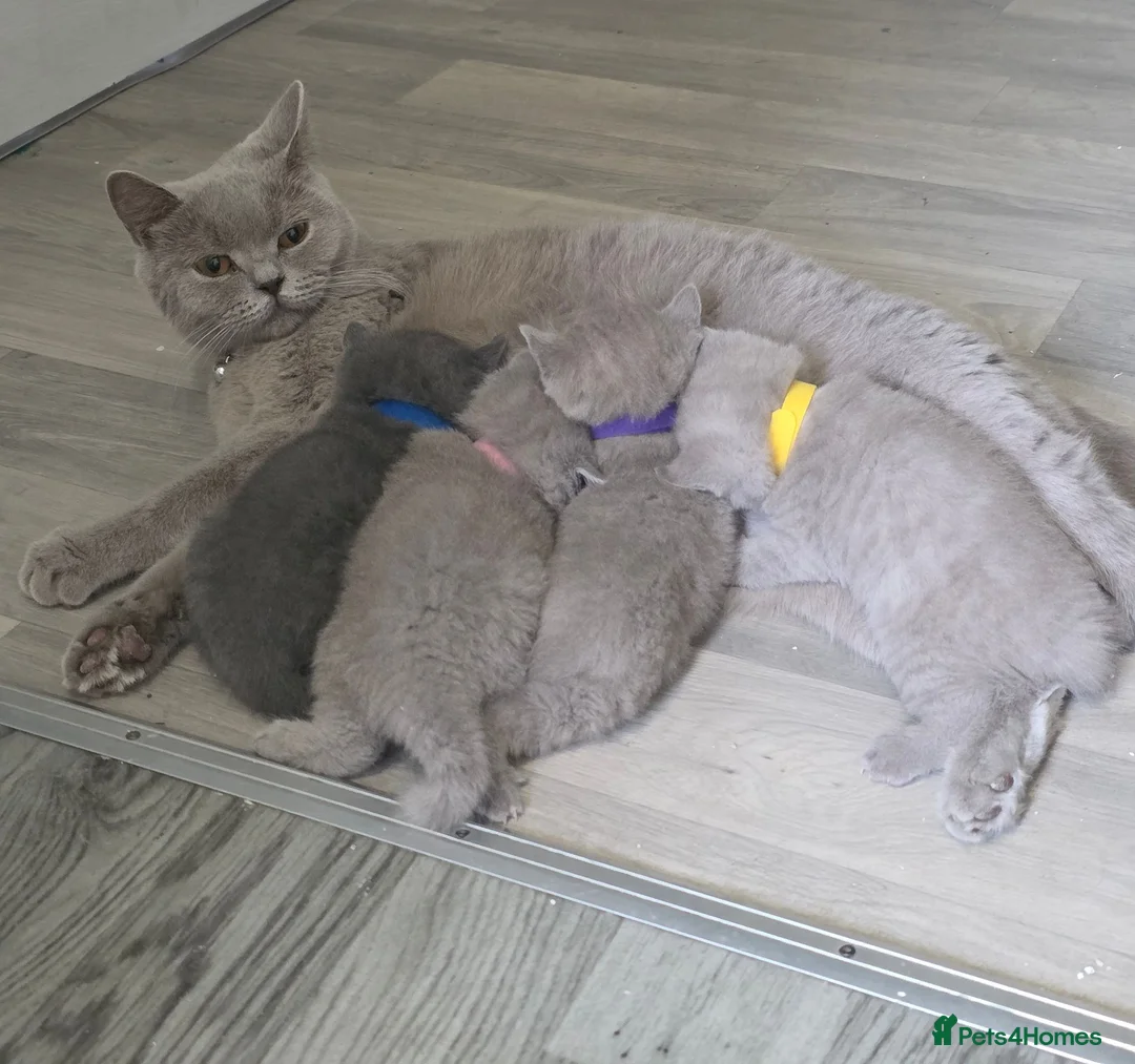 British Shorthair cats for sale: Beautiful Bsh kittens  - Advert 1