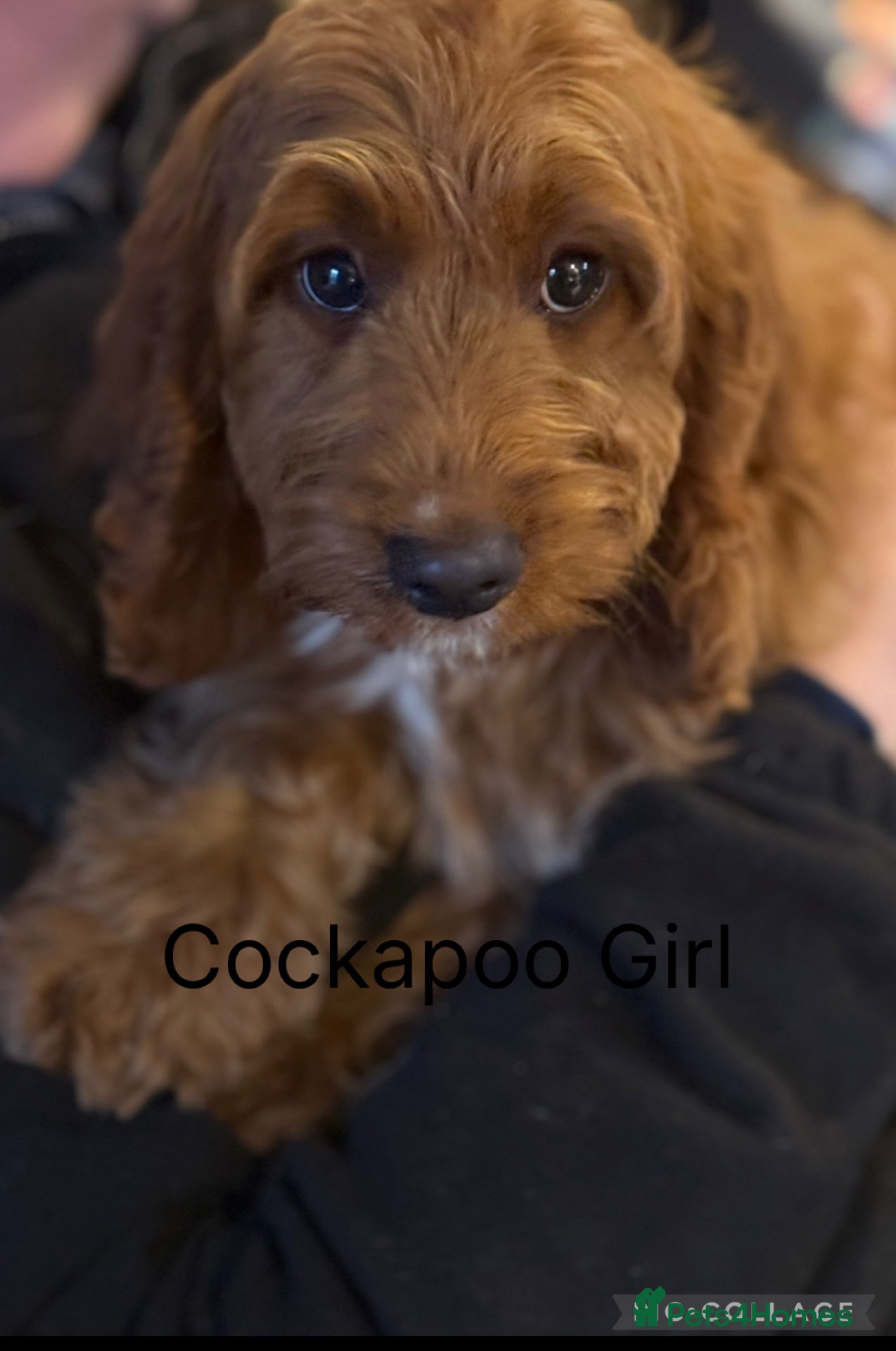 Cockapoo dogs Deep Dark Red Cockapoo Girl ready now  - Advert 7
