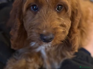 Cockapoo dogs Deep Dark Red Cockapoo Girl ready now - Advert 13