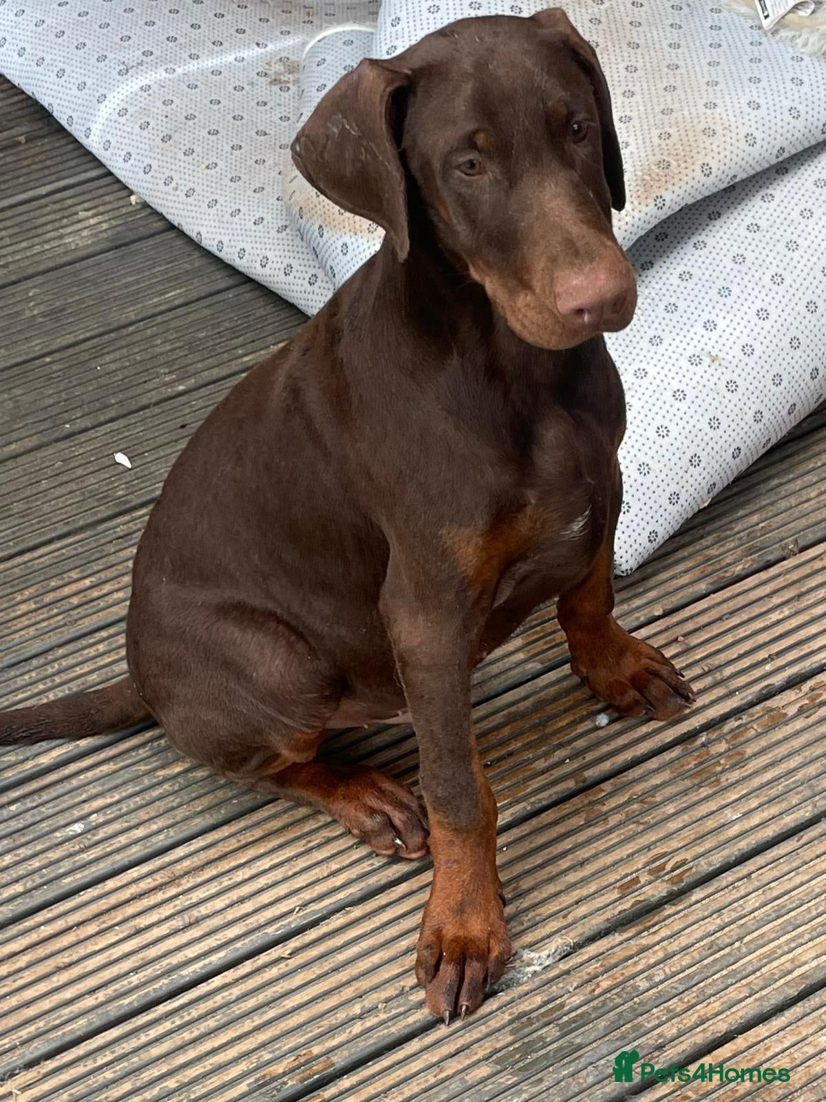 Dobermann dogs Doberman pups ready now and reduced to £1200  - Advert 4
