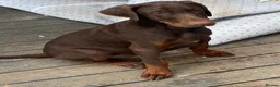 Dobermann dogs for sale: Doberman pups ready now and reduced to £1200  - Advert 1