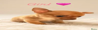 Chihuahua Puppy 4