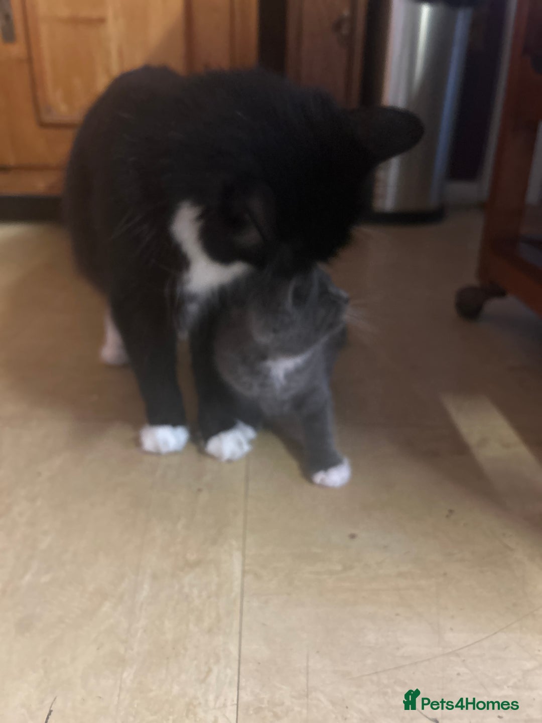 Mixed Breed cats for sale: Blue male with white socks  - Image 18
