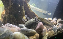 Axolotl reptiles for sale: Axolotl in Hunstanton - Image 3