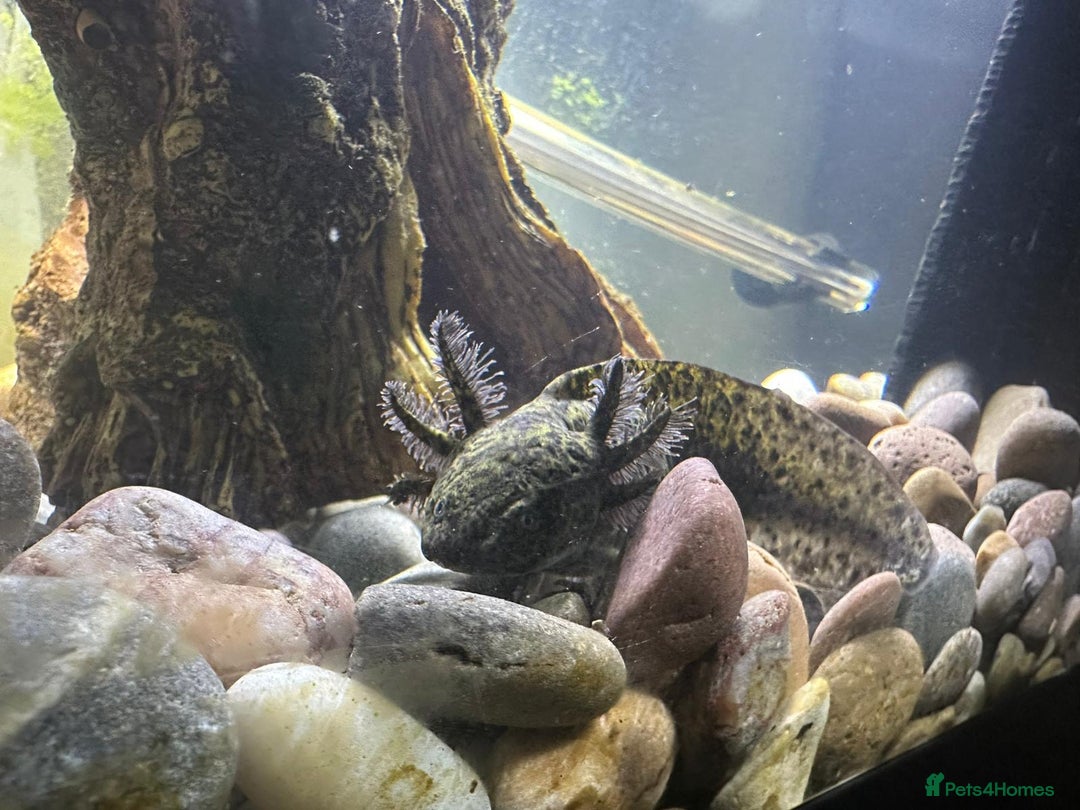 Axolotl reptiles for sale: Axolotl in Hunstanton - Image 3