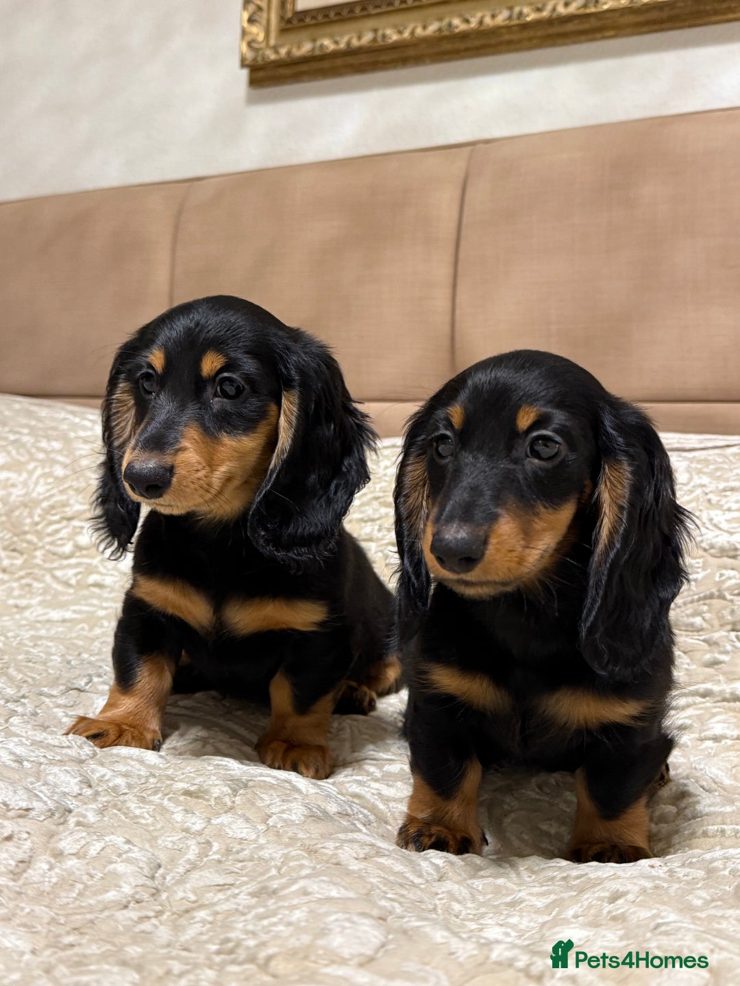 Miniature Dachshund dogs for sale: KC reg Long-Hair Black & Tan Miniature Dachhund - Advert 4