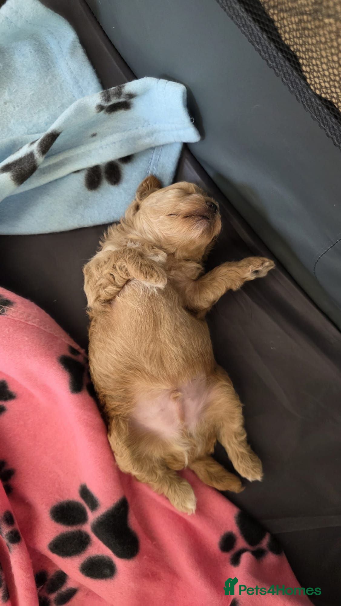 Maltipoo dogs READY TO LEAVE NOW Tiny Toy Maltipoo puppies 🐶 - Advert 1