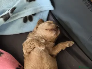 Maltipoo dogs READY TO LEAVE NOW Tiny Toy Maltipoo puppies 🐶 - Advert 1