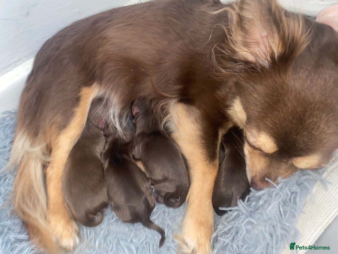 Chihuahua dogs for sale: ✨🐾 chihuahua pups 🐾✨ - Image 11
