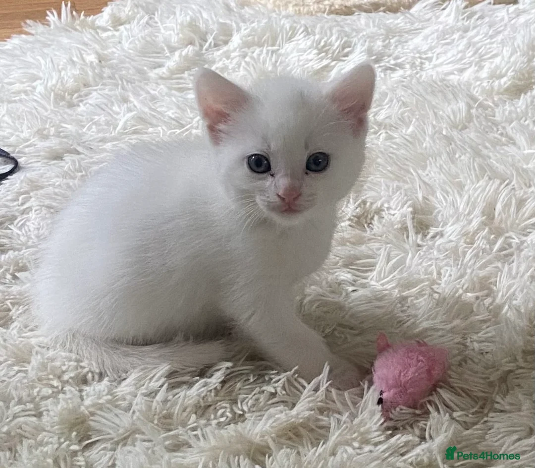 Mixed Breed cats for sale: Persian cross British Shorthair  - Advert 2