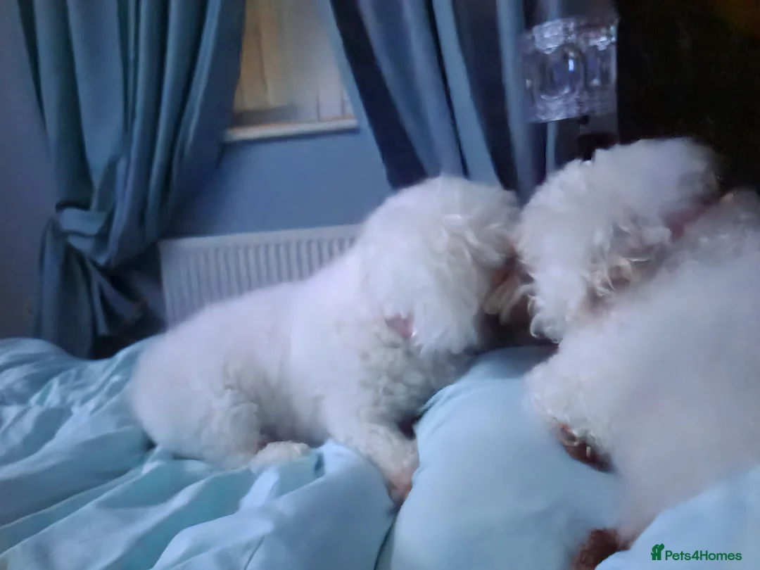 Bichon Frise dogs for sale: beautiful puppies 1 boy 2 girls bichon fries in Liverpool - Advert 1