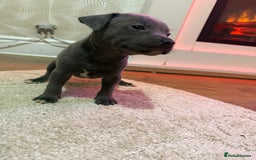 Staffordshire Bull Terrier dogs for sale: 9 Beautiful blue staff puppy’s !  - Image 6