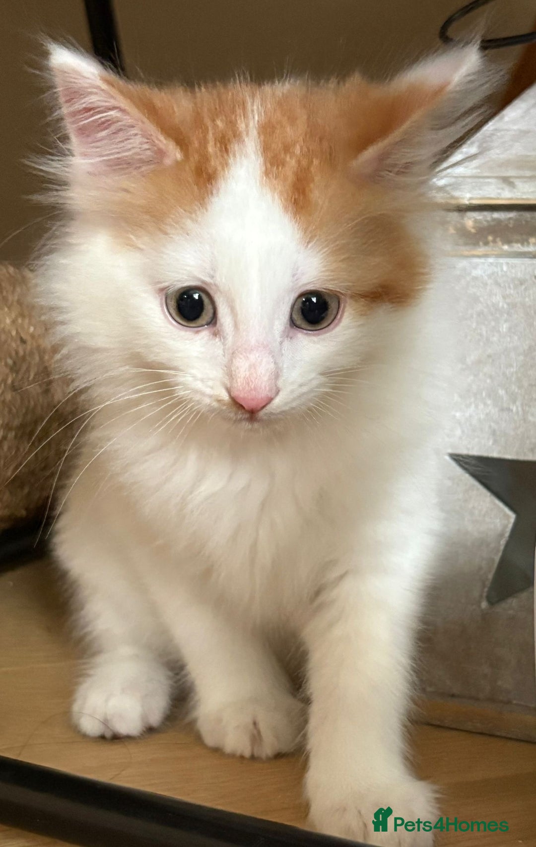 Domestic Shorthair cats for sale: three beautiful male kittens! in Newent - Image 9