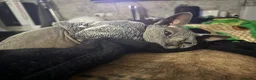 Sphynx cats for sale: Sapphire female sphinx in South Shields - Advert 5