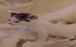 Mixed Breed cats for sale: Stunning British short hair x - Advert 12