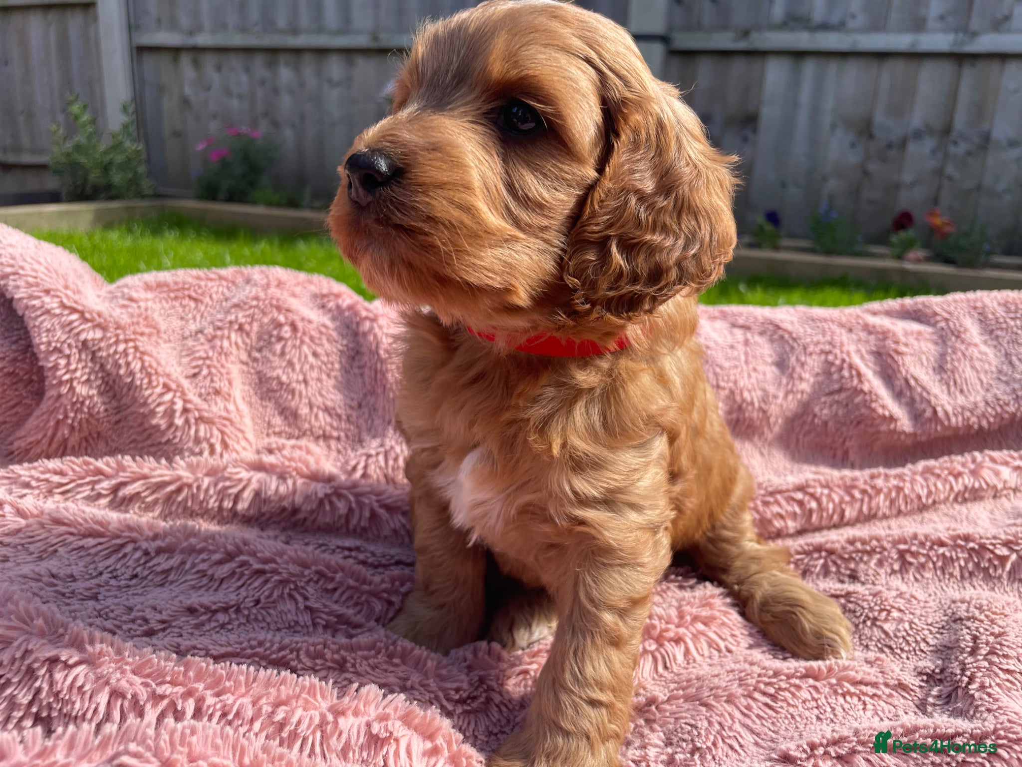 Cockapoo dogs Quality F1 Cockapoos🌟PRA-AMS-FN Health tested - Advert 13