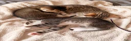 Bengal cats for sale: Bengal x Tabby kittens in Weymouth - Advert 2