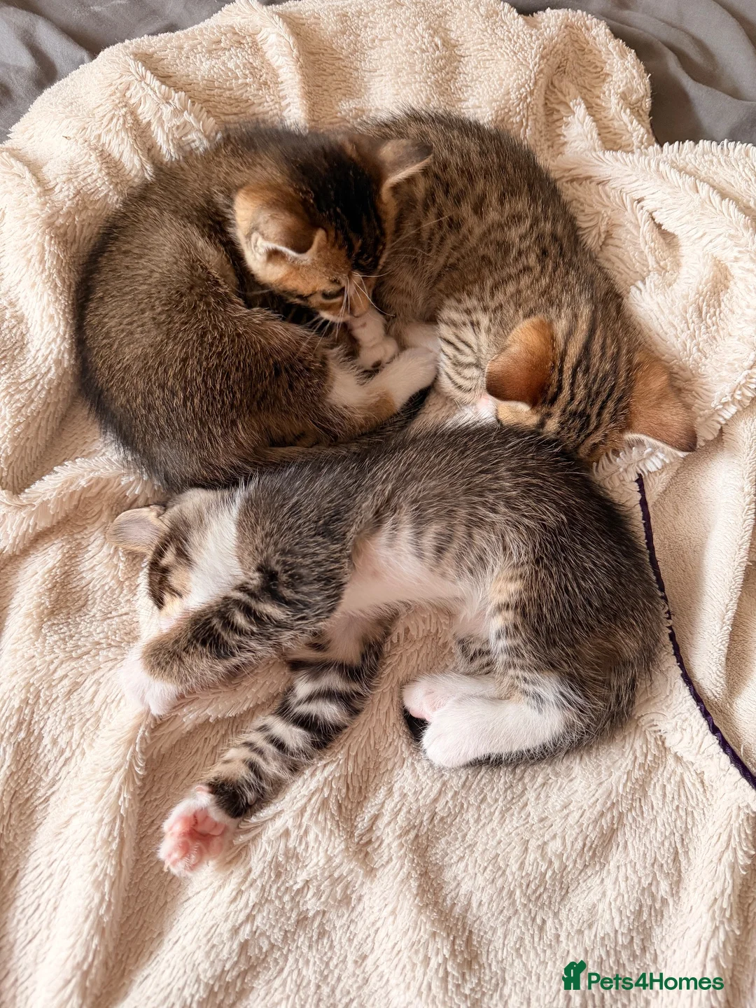 Bengal cats for sale: Bengal x Tabby kittens in Weymouth - Advert 2