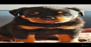 Rottweiler dogs - Advert 6