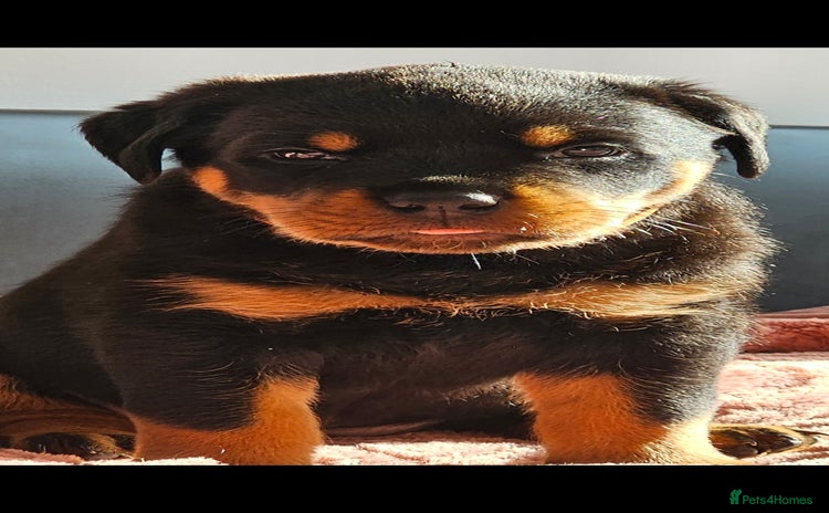 Rottweiler dogs - Advert 1