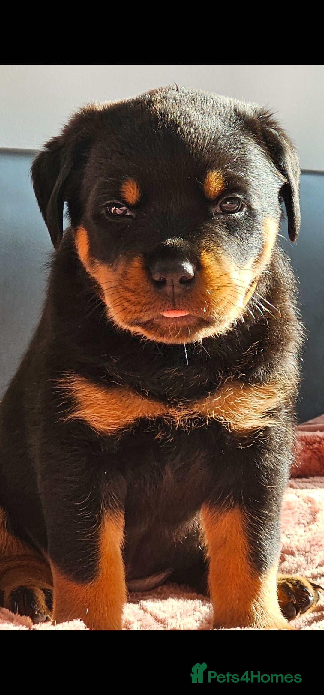 Rottweiler dogs for sale: Pure breed Rottweiler  - Image 13