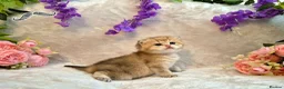British Shorthair cats for sale: British Shorthair Golden Chinchilla Champion Lines - Advert 5