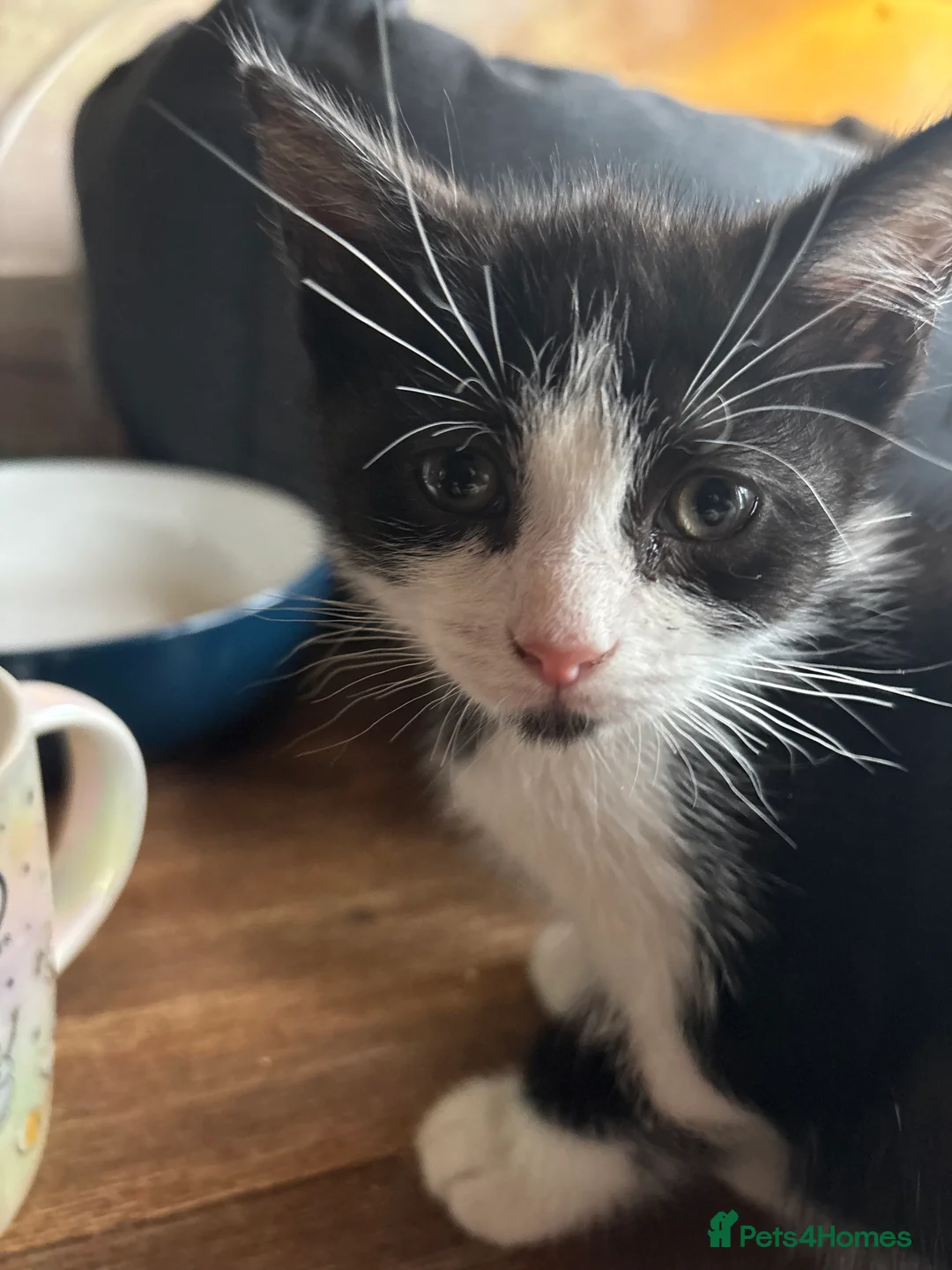 Mixed Breed cats for sale: Gorgeous male kittens - Advert 3