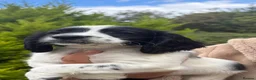 Sprocker dogs for sale: Beautiful F1 Sprocker Puppies  - Advert 28