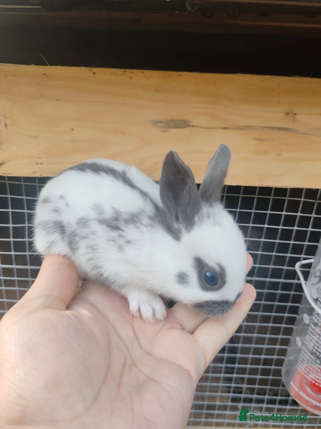 English Spot rabbits for sale: Pure English spot babies  - Advert 2