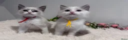 Ragdoll cats for sale: Beautiful TICA registered Ragdoll Kittens  - Advert 1