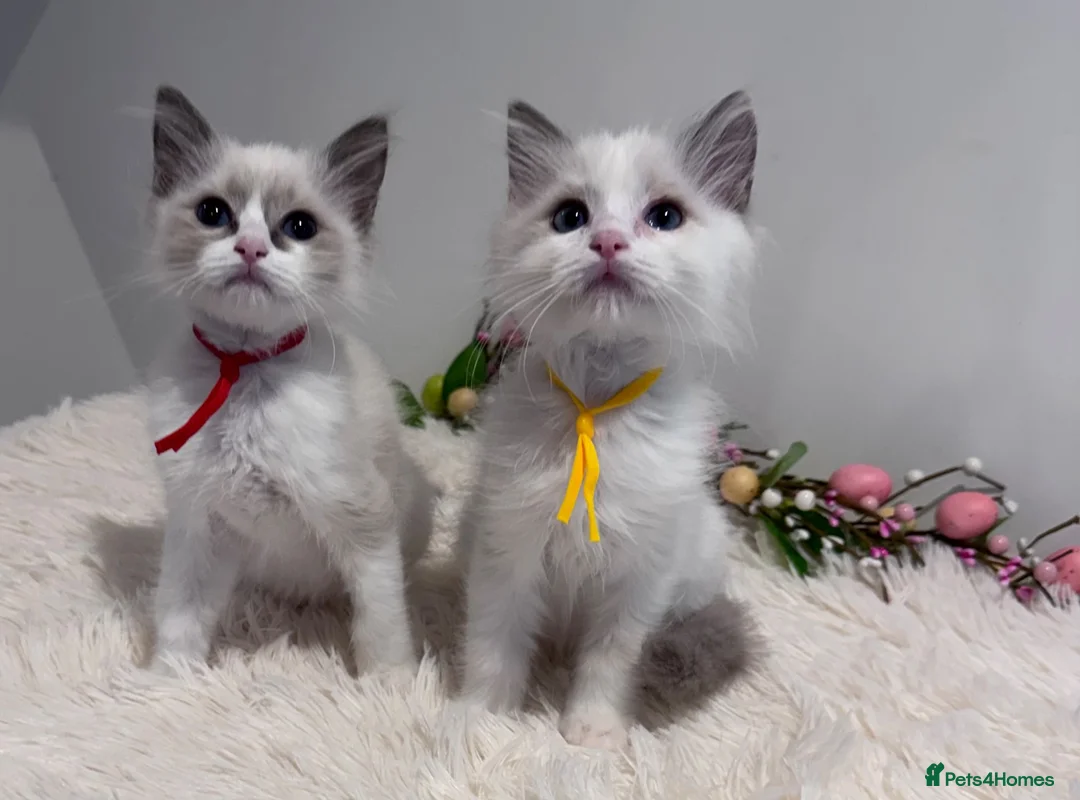 Ragdoll cats for sale: Beautiful TICA registered Ragdoll Kittens  - Advert 1