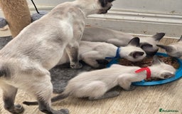 Siamese cats for sale: Four gorgeous girls - Image 13
