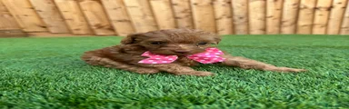 Cockapoo 3