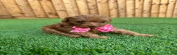 Cockapoo dogs for sale: 🐾 Adorable F1BB Teddy bear toy cockapoos 🐾 - Advert 39
