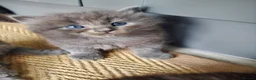 Mixed Breed cats for sale: Half Pedigree kittens - Advert 18