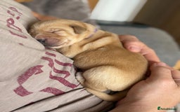 Labrador Retriever dogs for sale: Stunning litter of Labrador puppies - Image 14