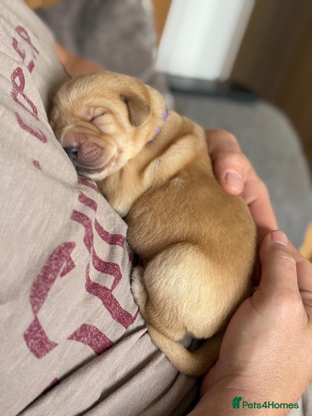 Labrador Retriever dogs for sale: Stunning litter of Labrador puppies - Image 14