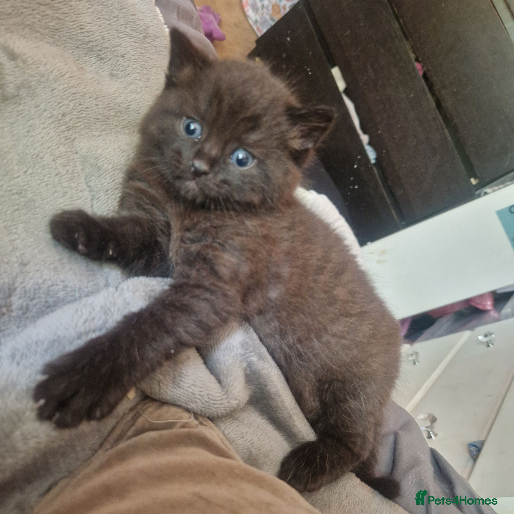 British Shorthair cats for sale: Beautiful BSH x Bengal kittens  - Advert 2