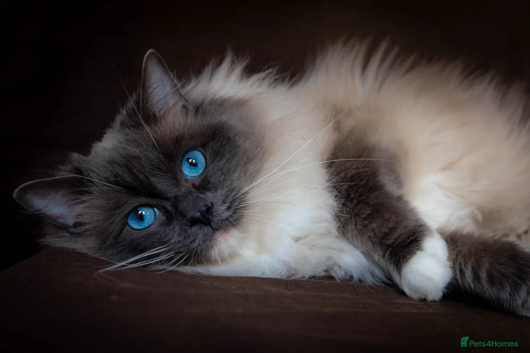 Ragdoll cats for stud: Stunning Blue mitted 'Smokey'  in Bedworth - Advert 2