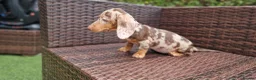 Miniature Dachshund dogs for sale:  Beautiful Mini dachshund   - Advert 8
