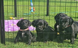 Springador dogs for sale: 💥FULL HEALTH TESTED BLACK SPRINGERDORS FOR SALE💥 in Market Drayton - Image 17