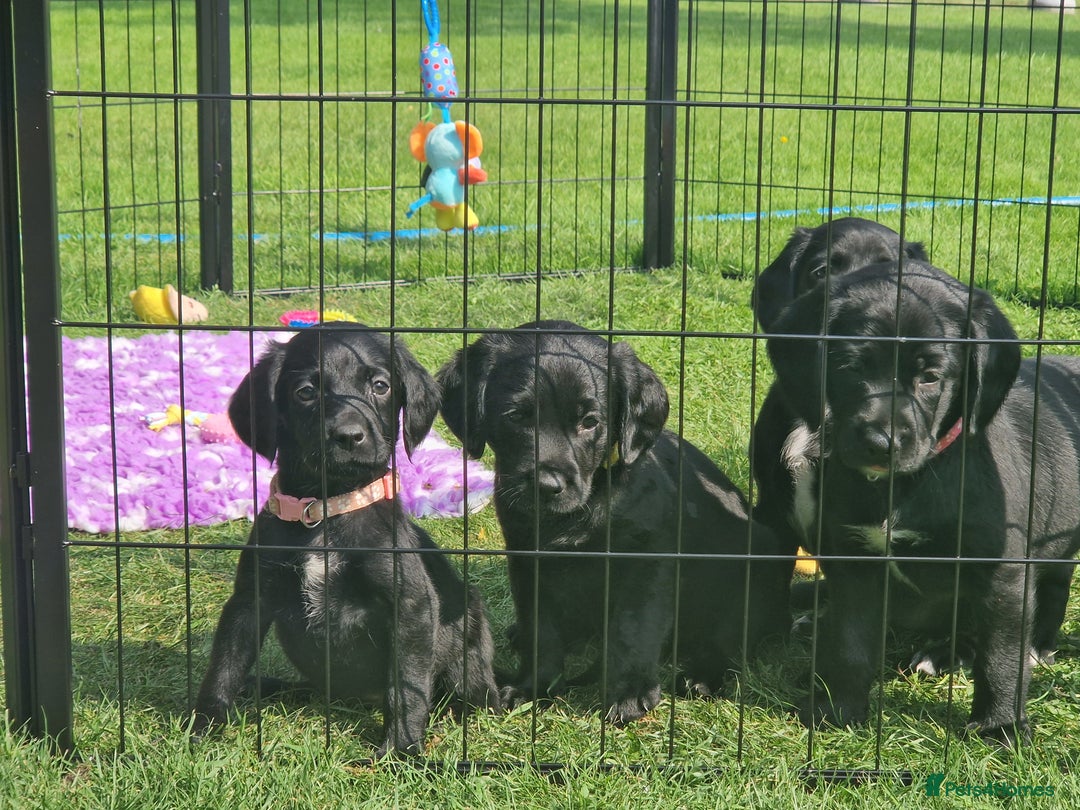 Springador dogs for sale: 💥FULL HEALTH TESTED BLACK SPRINGERDORS FOR SALE💥 in Market Drayton - Image 17